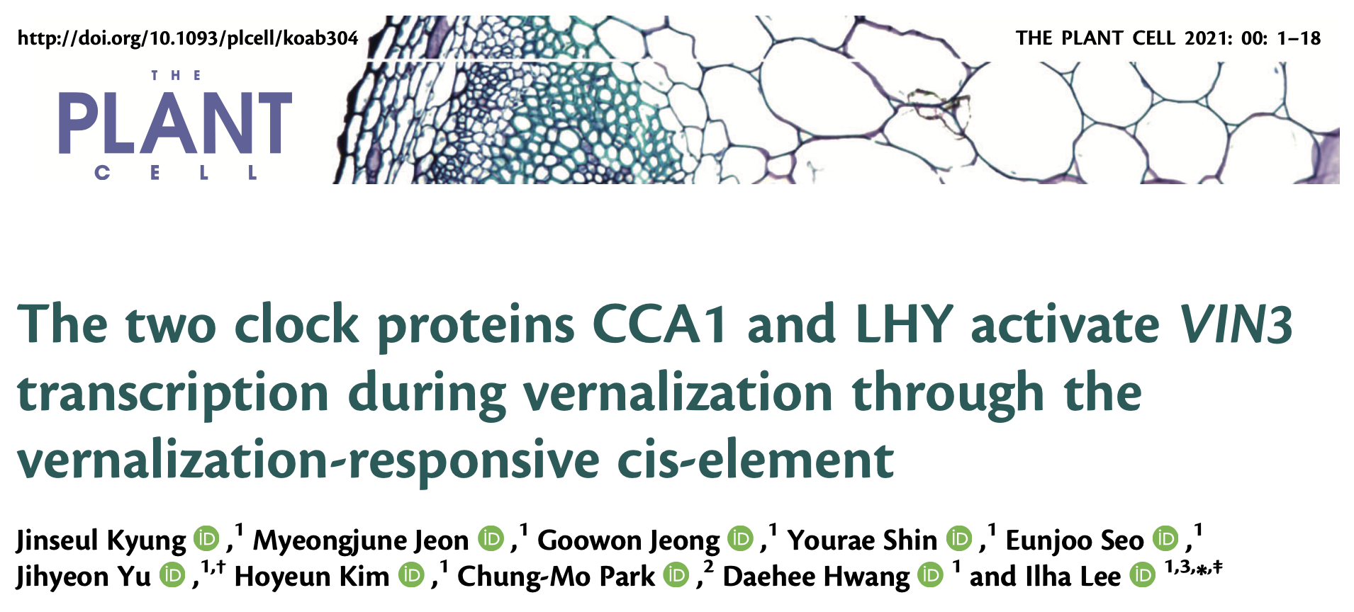 The two clock proteins CCA1 and LHY activate VIN3 transcription during vernalization through the vernalization-responsive cis-element