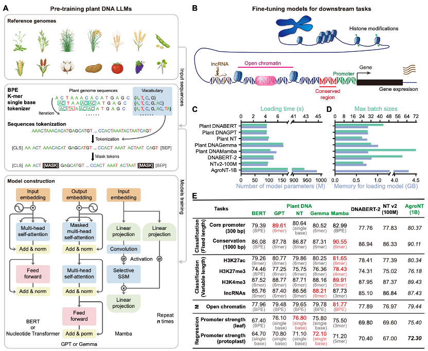 Plant DNA LLMs