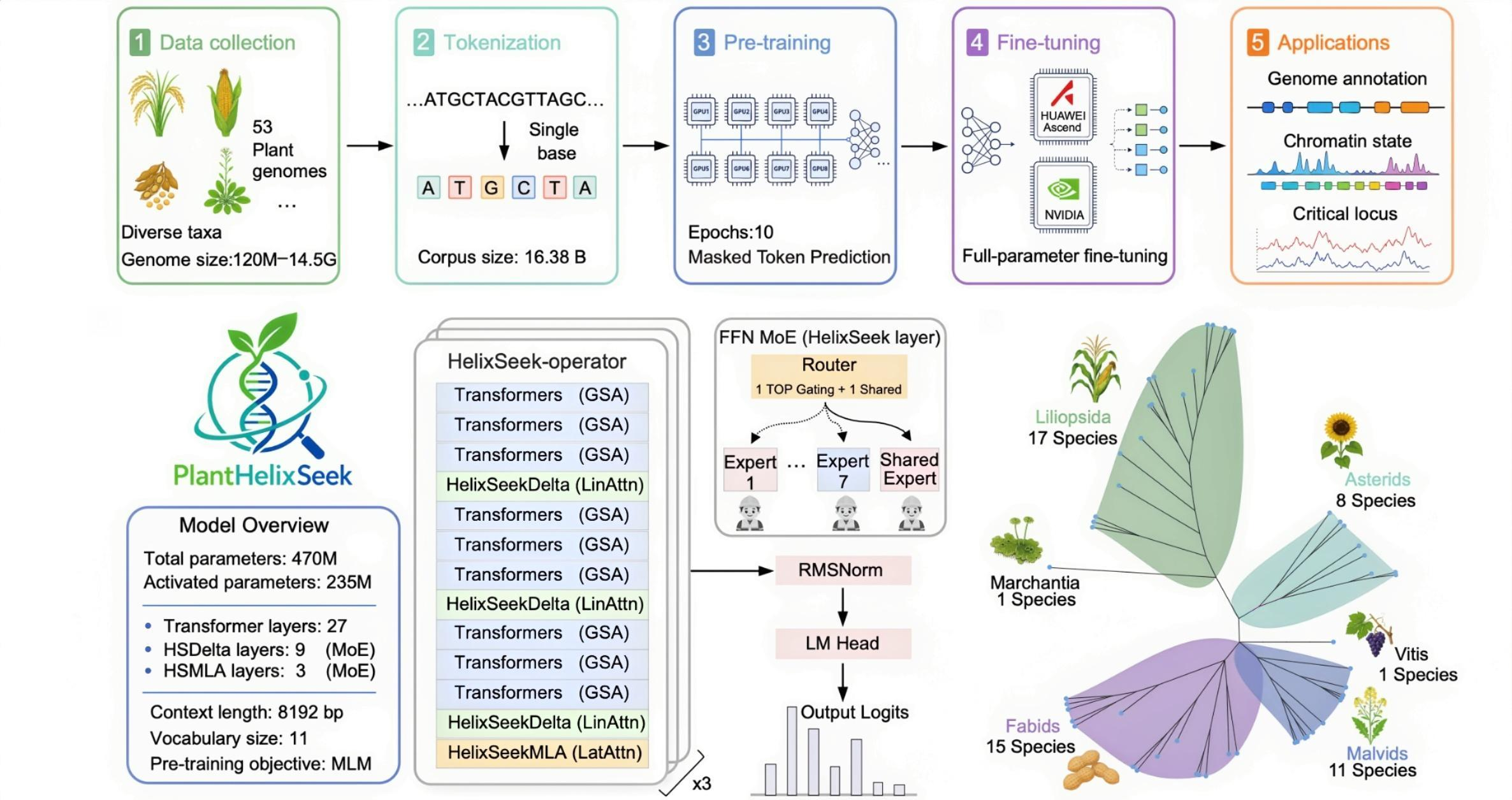 PlantHelixSeek paper Figure 1: pretraining corpus, model architecture and benchmarks
