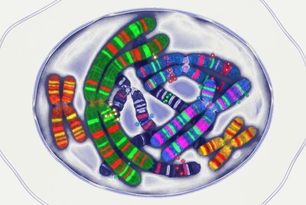 Oligo-FISH Probe Design